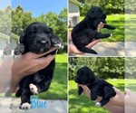 Small #7 Australian Shepherd-Goldendoodle Mix