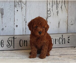 Poodle (Toy) Puppy for sale in FREDERICKSBURG, OH, USA