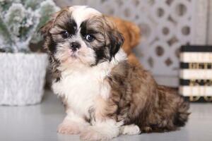 Shih Tzu Puppy for sale in MOUNT VERNON, OH, USA