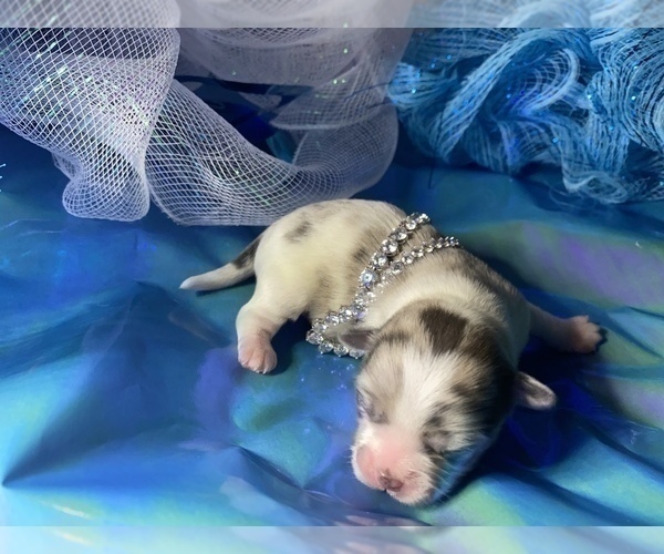 Medium Photo #5 Bullhuahua-Chihuahua Mix Puppy For Sale in RAWSONVILLE, MI, USA