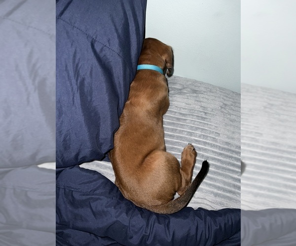 Medium Photo #15 Rhodesian Ridgeback Puppy For Sale in MURFREESBORO, TN, USA