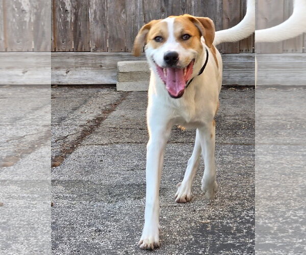 Medium Photo #4 Labrador Retriever-Unknown Mix Puppy For Sale in Houston, TX, USA