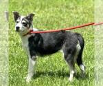 Small #1 Huskies  Mix