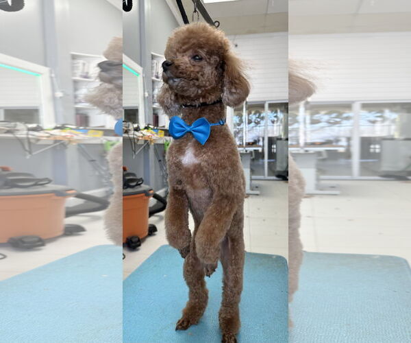 Medium Photo #3 Poodle (Miniature) Puppy For Sale in Chester, NJ, USA