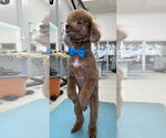 Small #2 Poodle (Miniature)