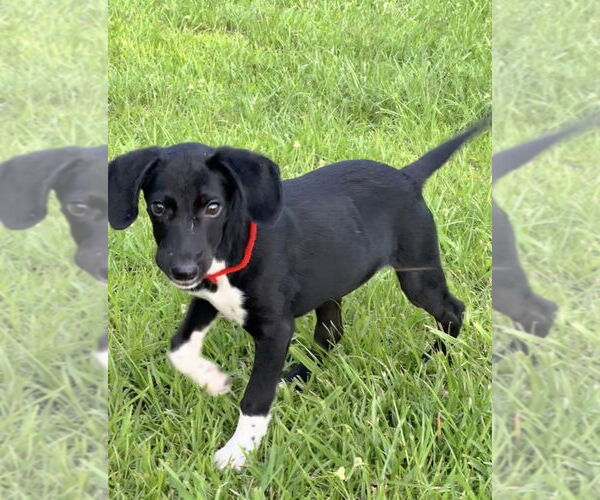 Medium Photo #3 Mutt Puppy For Sale in Oak Bluffs, MA, USA