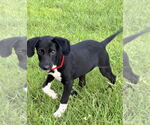 Small #2 Mutt