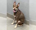 Small Siberian Husky Mix