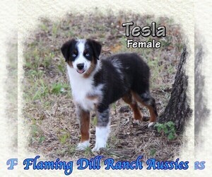 Miniature Australian Shepherd Puppy for sale in FORESTBURG, TX, USA