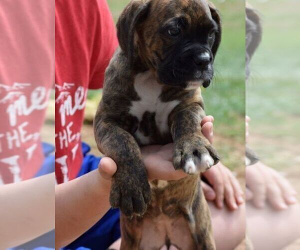 Medium Photo #2 Boxer Puppy For Sale in SENECA, KS, USA
