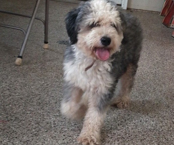 Medium Photo #1 Bernedoodle (Miniature) Puppy For Sale in LEETONIA, OH, USA