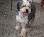 Small Photo #1 Bernedoodle (Miniature) Puppy For Sale in LEETONIA, OH, USA
