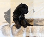 Small Photo #85 Miniature Bernedoodle Puppy For Sale in AUBURNDALE, FL, USA