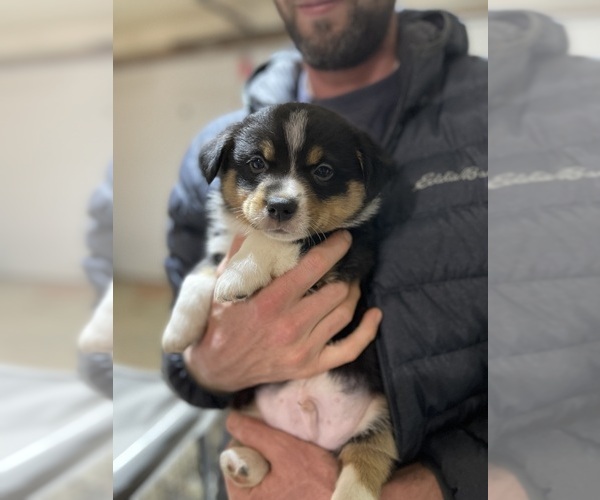 Medium Photo #3 Aussie-Corgi Puppy For Sale in MYRTLE CREEK, OR, USA