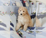 Small Photo #5 Goldendoodle (Miniature) Puppy For Sale in MILWAUKEE, WI, USA