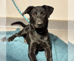 Labrador Retriever-Unknown Mix Dogs for adoption in Rancho Cucamonga, CA, USA