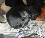 Puppy Titus German Shorthaired Pointer