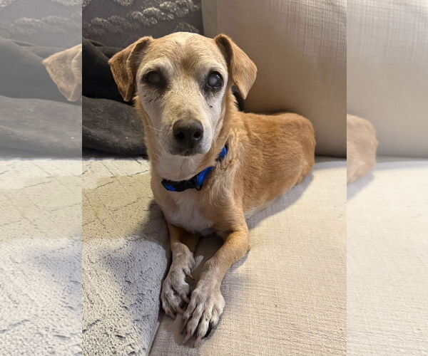 Medium Photo #1 Chiweenie Puppy For Sale in Queen Creek, AZ, USA
