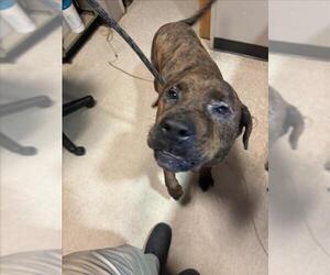 Fila Brasileiro-Unknown Mix Dogs for adoption in Plano, TX, USA