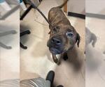 Small Fila Brasileiro Mix