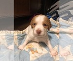 Small Photo #1 Brittany Puppy For Sale in AIKEN, SC, USA