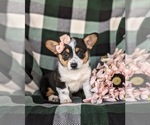 Small Photo #3 Pembroke Welsh Corgi Puppy For Sale in KIRKWOOD, PA, USA