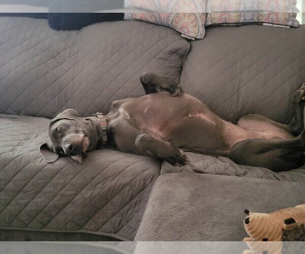 Medium Photo #8 Great Dane Puppy For Sale in Bullard, TX, USA