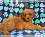 Small Photo #5 Goldendoodle-Poodle (Miniature) Mix Puppy For Sale in GLEN ROCK, PA, USA