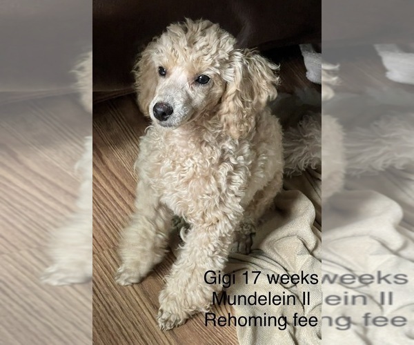 Medium Photo #2 Poodle (Toy) Puppy For Sale in LONG GROVE, IL, USA