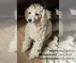 Small Photo #2 Poodle (Toy) Puppy For Sale in LONG GROVE, IL, USA
