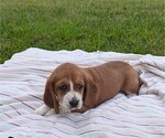 Puppy Ava Basset Hound