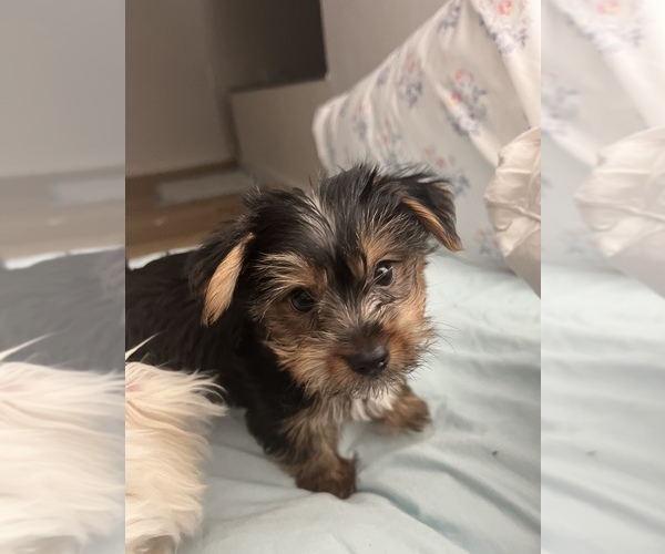 Medium Photo #2 Morkie Puppy For Sale in NEW YORK, NY, USA