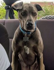 Blue Lacy Dogs for adoption in LARGO, FL, USA