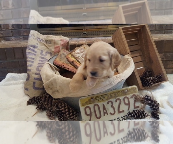 Medium Photo #2 Golden Retriever Puppy For Sale in BLUFFTON, IN, USA