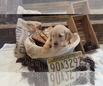 Small Photo #2 Golden Retriever Puppy For Sale in BLUFFTON, IN, USA