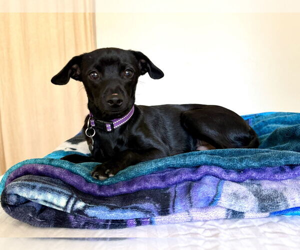 Medium Photo #3 Italian Greyhound Puppy For Sale in Menifee, CA, USA