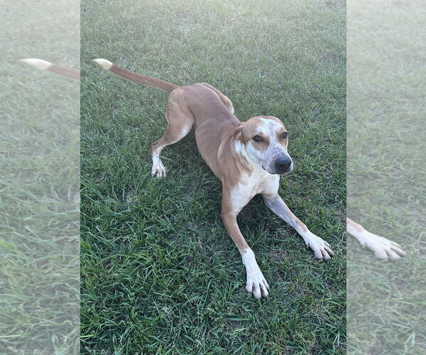 Medium Photo #3 Labrador Retriever-Unknown Mix Puppy For Sale in Eastman, GA, USA