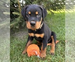 Image preview for Ad Listing. Nickname: Gunner
