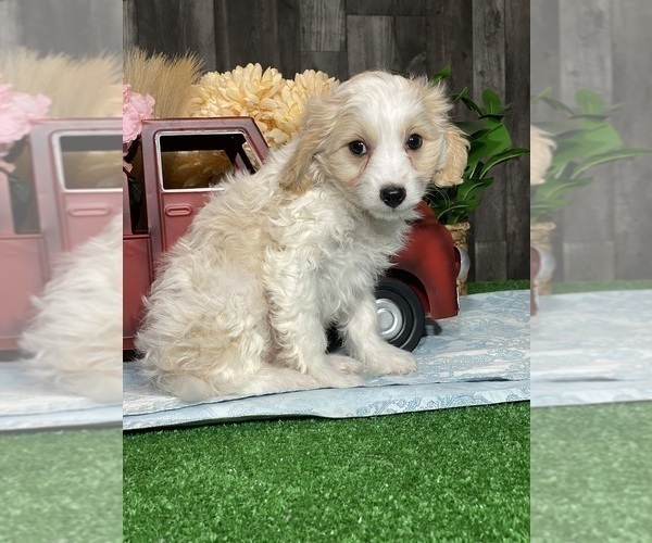 Medium Photo #2 Bichpoo-Cavalier King Charles Spaniel Mix Puppy For Sale in CANOGA, NY, USA
