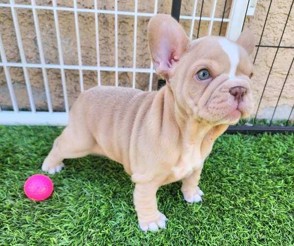 Medium Photo #14 French Bulldog Puppy For Sale in LAS VEGAS, NV, USA