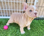 Small #13 French Bulldog