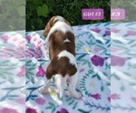 Small Photo #2 Beagle Puppy For Sale in COOS BAY, OR, USA