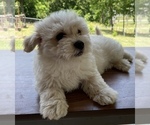 Small Photo #8 Coton de Tulear Puppy For Sale in CLEVELAND, TN, USA