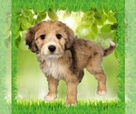 Small Photo #65 Bernedoodle (Miniature) Puppy For Sale in BLACK FOREST, CO, USA