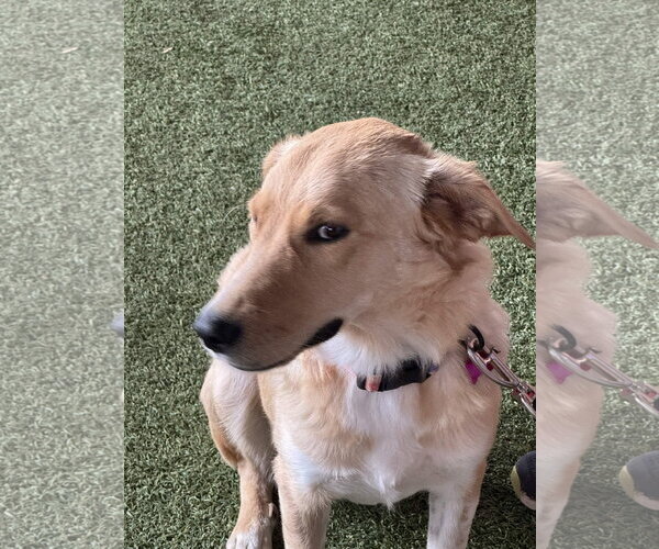 Medium Photo #5 Golden Retriever-Unknown Mix Puppy For Sale in Fort Worth, TX, USA