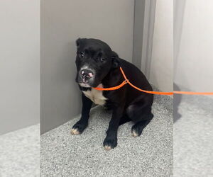 American Staffordshire Terrier-Unknown Mix Dogs for adoption in Pasadena, TX, USA
