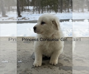 Medium Great Pyrenees