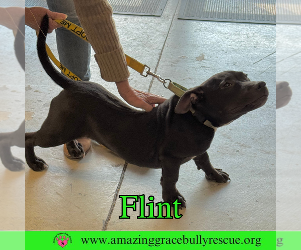 Medium Photo #8 American Bulldog-Unknown Mix Puppy For Sale in Pensacola, FL, USA