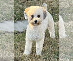 Small Poodle (Miniature) Mix