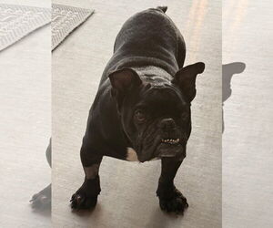 Griffey - Male Free-Lance Bulldog Dog for Adoption - Photo #2